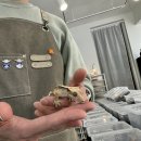 경기도 수원시 팔달구 경수대로680번길, 월드컵로345번길 | #용인파충류 #수원파충류 #수지파충류 #광교파충류 [경기/수원] 파충류샵 에그테인먼트 분양후기