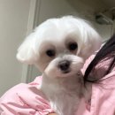 엔젤스 도그 이미지