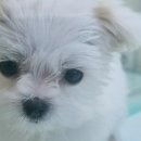 미유펫 강아지분양 고양이분양 전주점 이미지