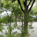 횡성 온새미로 캠핑장 이미지