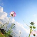 코스모스 이미지