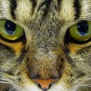 고양이눈 이미지