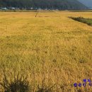 부강서당 이미지