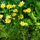 오렌지 파크 이미지