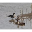 오리 날다 이미지