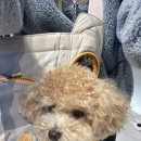 멍플러피 이미지