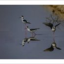 라파밀리아 이미지