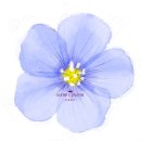 엄마손보리밥 | 대전 보리밥집 ; [탄방동 로컬맛집]엄마손 보리밥