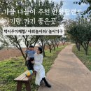 30개월 아기랑 함께한 안성팜랜드먹이주기체험 핑크뮬리 포토존 유모차 필수