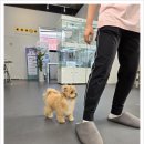 부산강아지분양 알프펫 | [부산 강아지분양] 진짜 솔직 후기! 기대 이상으로 좋았던 곳 다녀왔어요🐶🐾