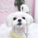 너애개만 이미지