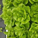 샐러드요 이미지