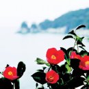 화신동백 네이버블로그
