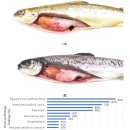 대서양연어의 Aquabirnavirus salmonidae(이전의 IPNV)의 VP2 변이주의 감염 이미지