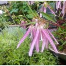 홍사초롱 이미지