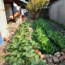 금빛세탁 이미지