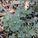 박하농장 이미지