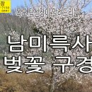 강진 남미륵사, 벚꽃 구경하고 갑니다. 주말 재미있게 보내세요. 이미지