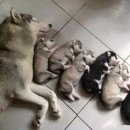 예쁜강쥐 이미지