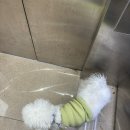 트리트멍트 이미지