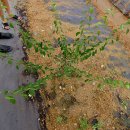 흥부농장 이미지