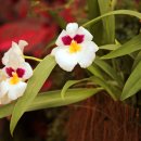밀토니아(miltonia)