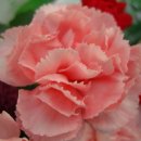 좋다카더라 이미지