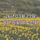 공곶이 | 아이랑 거제 여행 추천｜예구마을 거제 공곶이 수목원 수선화 솔직 후기