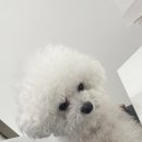 이프멍멍 네이버블로그