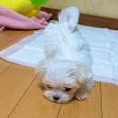인천 강아지분양 고양이분양 미유펫 이미지