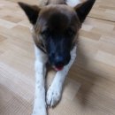 모카애견 이미지