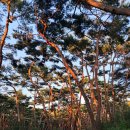 원효센터 3부 6월 첫째주 야외법회 예정지. 경주 삼릉숲의 저녁 빛내림. 이미지