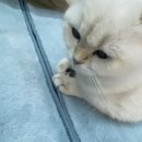 놀면묘하냥 고양이카페 이미지