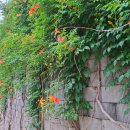 정재초교길 이미지