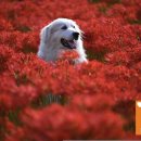 애견의 정원 이미지