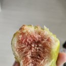 무화과나무 | 제철 무화과나무 키우기 3년차 후기 | 수확시기 보관법까지 정리
