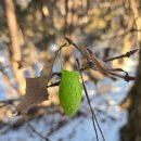 장학리노루목길(봄내길 8코스) 이미지