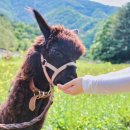 풍성한목장 이미지