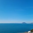 까멜리아 이미지