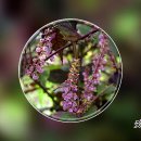 가을꽃 기행영상, 9월의 꽃 N, 차조기꽃, 수리취... 이미지