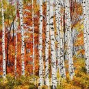 자작나무 이미지