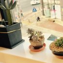 지에스디 (GSD) 카페 이미지