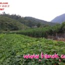 주만농장 이미지