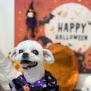 코코바리 이미지