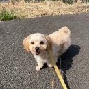 (주)바로벳 | <내돈내산> 페노비스 벳 페어 플러스 후기 펫 영양검사 내 강아지 영양검사로 영양제까지 받기