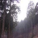 2011년 2월 19일~20일 전남장성 축령산 편백나무 숲길 &amp; 담양관광 이미지