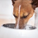 댕큐 애견유치원, 애견호텔 이미지