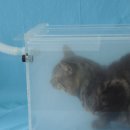 도곡 치유 동물병원 이미지