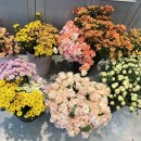 금창초등학교 병설 이미지