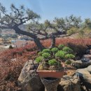 창녕파3 골프랜드 이미지